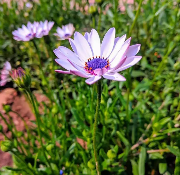 A lavender African Daisy in sharp focus against soft green bokeh